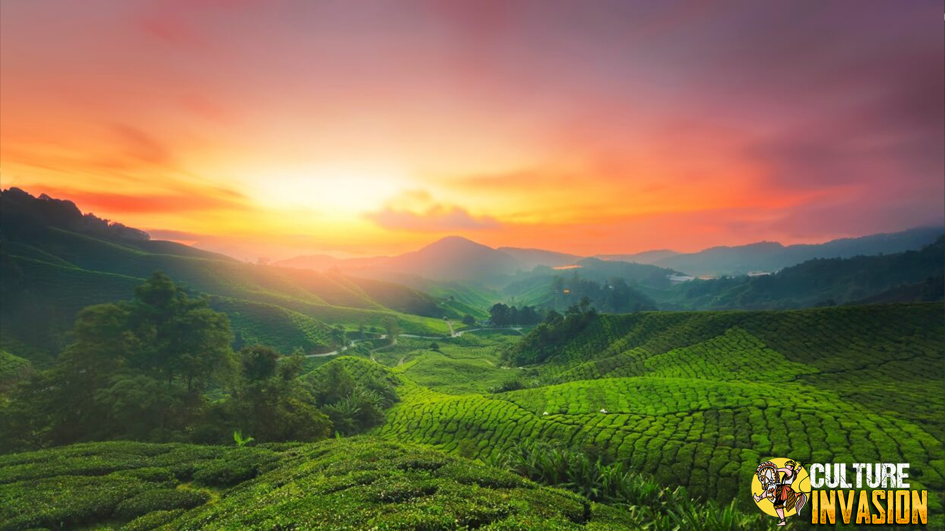 Cameron Highlands: Melarikan Diri Ke Hamparan Hijau Dan Udara Segar Malaysia
