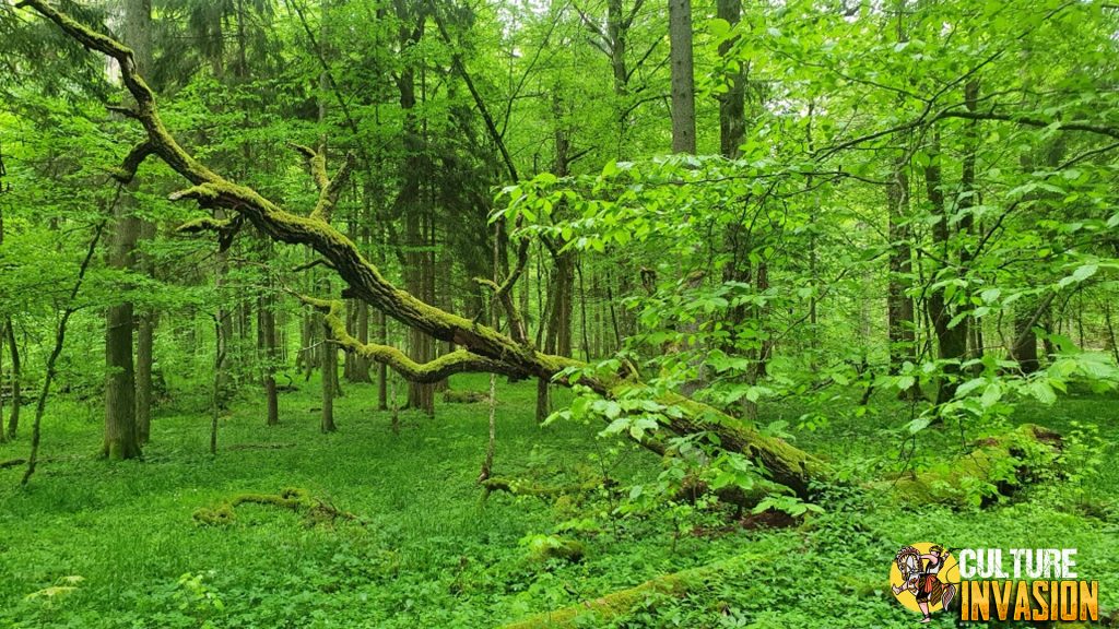 Białowieża Forest Hutan Purba yang Masih Bernapas di Polandiav