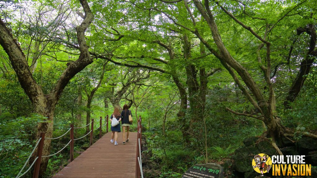Bijarim Forest Menyatu dengan Alam di Hutan Kuno Korea!