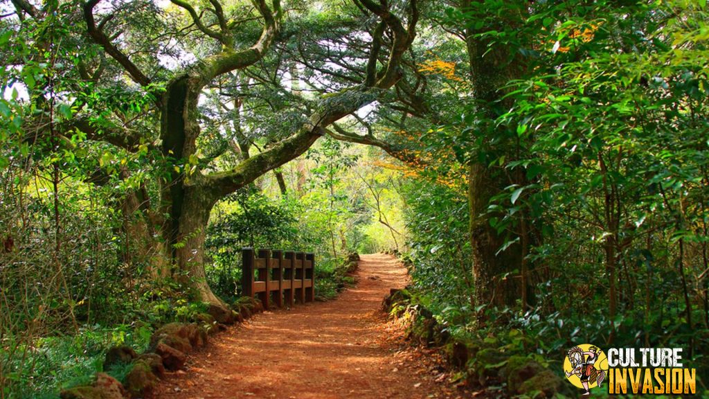 Bijarim Forest Menyatu dengan Alam di Hutan Kuno Korea!