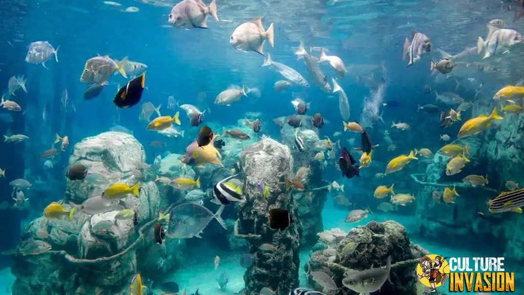 Amerika Punya Rahasia Cantik, Namanya Discovery Cove!