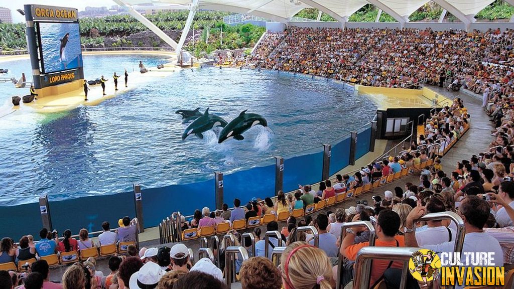Menyusuri Pesona Loro Parque, Spot Wisata Hits di Spanyol!