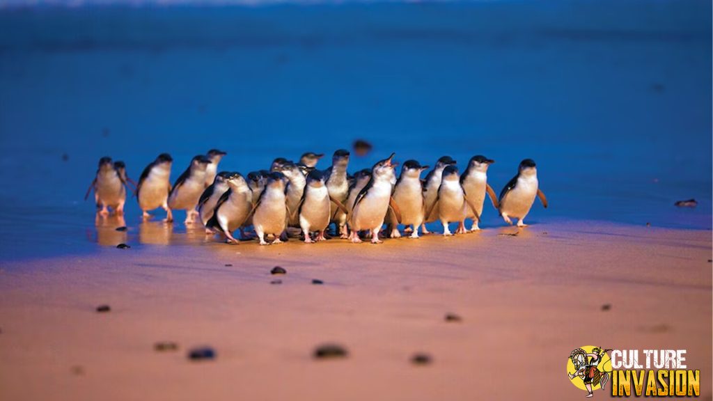 Penguin Parade Australia Pertunjukan Lucu di Ujung Dunia!