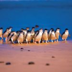 Penguin Parade Australia Pertunjukan Lucu di Ujung Dunia!