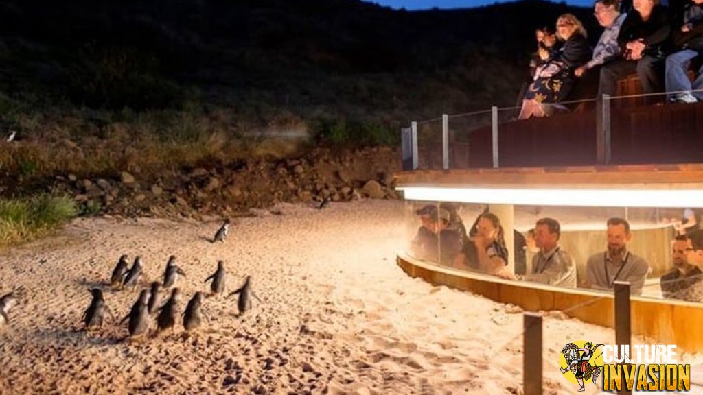 Penguin Parade Australia Pertunjukan Lucu di Ujung Dunia!