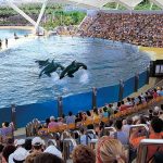 Menyusuri Loro Parque Pesona Alam dan Satwa Bersatu!