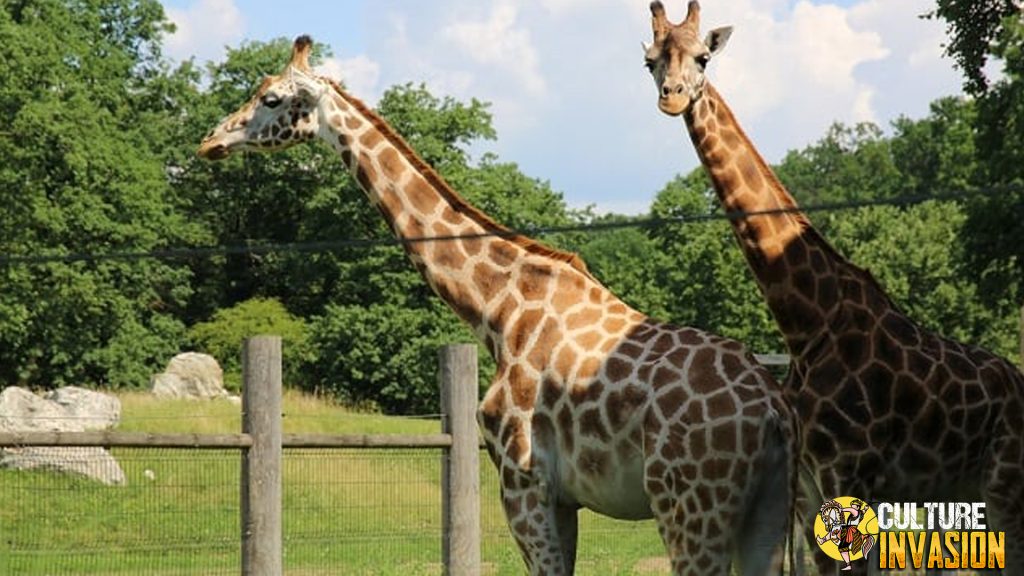 Serunya Jelajah Opole Zoo Hidden Gem di Tengah Polandia!