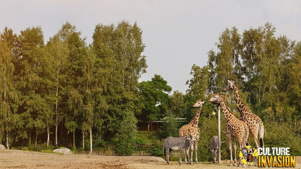 Beekse Bergen Safari Rasa Afrika di 200 Tengah Belanda