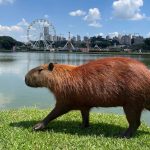 Parque Barigui 1 Tempat Wisata Alam yang Menawan