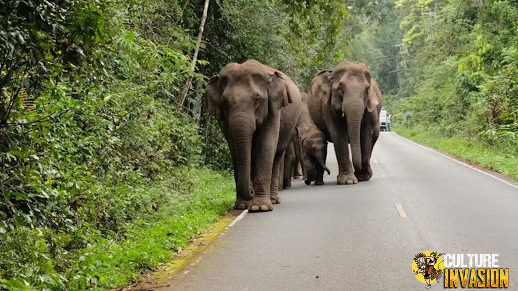 Khao Yai National Park Surga 10 Alam Thailand