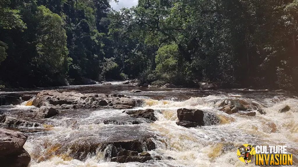 Taman Negara Trekking dan Safari Malam 2025