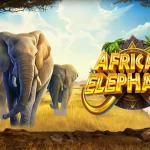 African Elephant Tanpa Batas Nyeleneh Tapi Win!